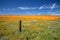 Fence post in field of California Golden Poppies during springtime super bloom in southern California high desert