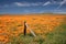 Fence post in field of California Golden Poppies during springtime super bloom in southern California high desert
