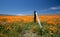 Fence post in field of California Golden Poppies during springtime super bloom in southern California high desert