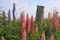 Fence Post & Lupins