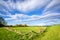 Fence on sunny dutch farmland