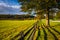 Fence and tree along a country road in rural York County, Pennsylvania.