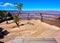 Fence, tree and bench in front of the grand canyon