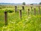 Fence of wooden posts and barbed wire surrounded by lush vegetation, grass and weed, Netherlands