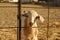 Fenced goat