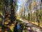 Fenced path next to a water channel leading through a temperate, deciudous beech forest