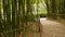 Fenced road through bamboo grove