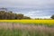 Fenced yellow canola field in the background of trees