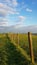 Fencing along the Sussex Southdowns in Southern England.