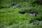 Fencing with forested galvanized wire mesh made of metal wire against taste and entry protects barbed wire deters thieves