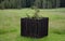 Fencing of a maple tree on a mountain glade meadow against wildlife that bites and damages the tree. The sheep graze and the tree