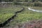 Fencing to catch reptiles