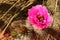 Fendlers Hedgehog Cactus Flower, Echinocereus fendleri, near Hite, Lake Powell National Recreation Area, Utah, USA