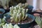 Fenestraria Baby Toes Succulent Plant