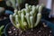 Fenestraria Baby Toes Succulent Plant