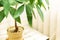 Feng Shui Money Tree Pachira aquatica ,houseplant, potted plant