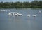 Fenicotteri camargue