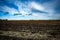 Fenland landscape in winter