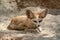 Fennec desert fox portrait