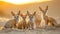 Fennec family sitting in the desert with setting sun shining.