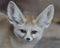 Fennec Fox