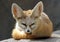 Fennec Fox