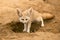 Fennec fox