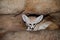 Fennec fox
