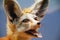 Fennec Fox