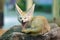 Fennec Fox