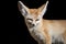 Fennec fox isolated on black background