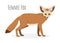 Fennec fox in realistic style isolated on a white background. Animals of desert. Animals of Africa.