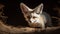 Fennec Fox\\\'s Twilight Frolic in the Saharan Sands