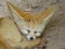 A Fennec Fox sleeping