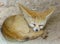 A Fennec Fox sleeping