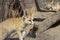 Fennec fox standing in front, and two Fennec foxes at the back.
