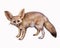 Fennec fox Vulpes zerda