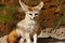 Fennec fox Vulpes zerda portrait