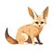 fennec fox on white background