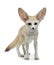 Fennec fox on a white background in studio