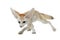 Fennec fox on a white background in studio