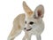 Fennec fox on a white background in studio