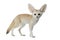 Fennec fox on a white background in studio