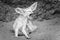 Fennec Fox yawning in black and white