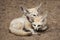 Fennec foxes Vulpes zerda.