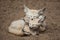 Fennec foxes Vulpes zerda.