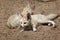 Fennec foxes Vulpes zerda.