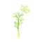 Fennel as Flowering Plant Specie with Yellow Flowers and Feathery Leaves Vector Illustration