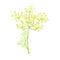 Fennel as Flowering Plant Specie with Yellow Flowers and Feathery Leaves Vector Illustration