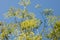 Fennel blooms. Aromatic herb, spice. Fennel inflorescences against a blue sky